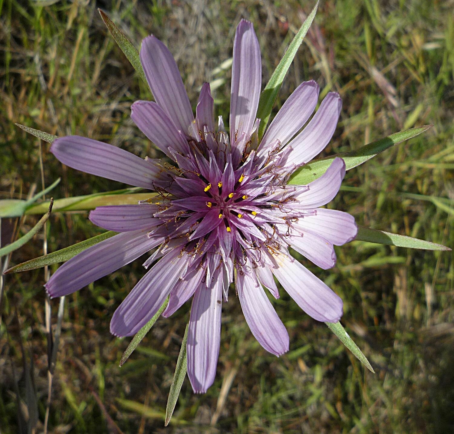 High Resolution Tragopogon porrifolius Flower